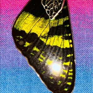 Real Sunset Moth wing necklace!🦋